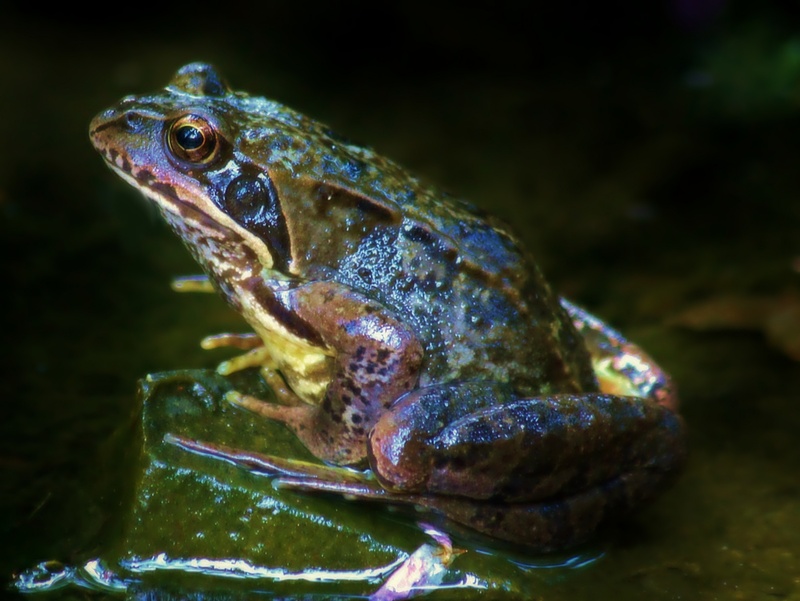 day, amphibian, skin, pattern, animal body part, wetlands, brown, animal wildlife, elevation, toad, fauna, selective focus, marine, close, focus on foreground