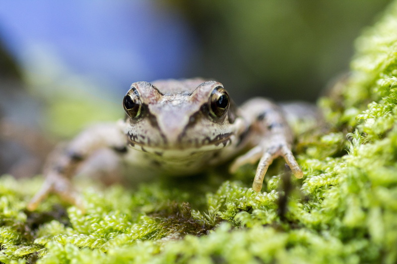 animal body part, Macro, 5K, amphibians, vertebrate, animals And Pets, day, animal head, close-up, green Color, one animal, little, reptile, selective focus