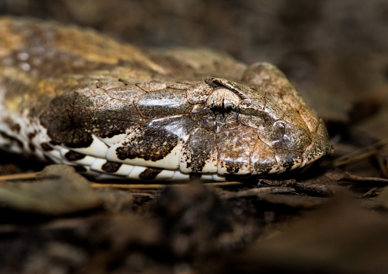 death adder, animal wildlife, animal scale, one animal, macro snake photo, king snake, anaconda, 5K, insect, toad, aggression, dark, australian snake