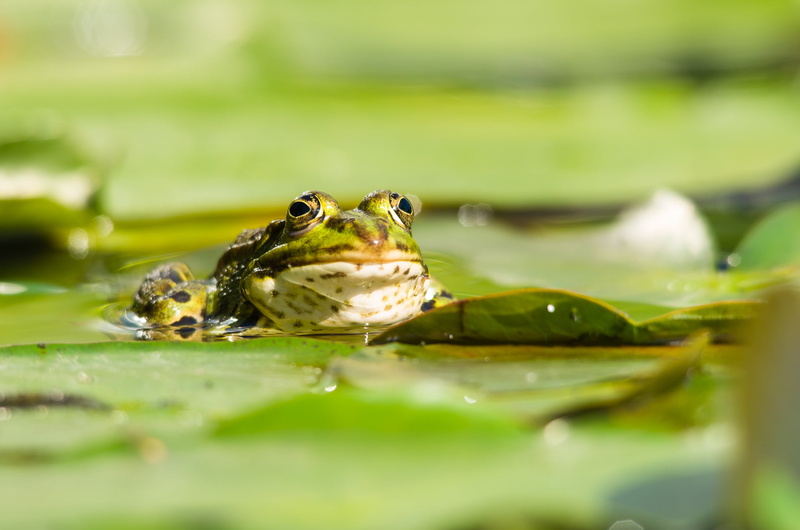 Teich, lake, wildlife, pond  lily, pond, tier, sun, Natur, amphibian, amphibians, Lurch, 1080P, Pentax, animal, photography, animal Eye, green Color, water