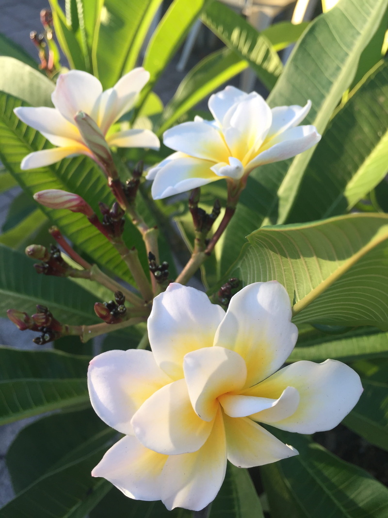 2K, close-up, inflorescence, focus on foreground, flowering plant, outdoors, flora, day, plant part, fragility, plant, no people, flower, white color