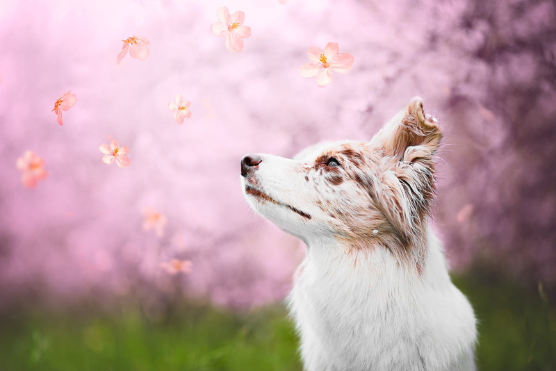 motley, 1080P, whirl, Australian shepherd, fall, spring, twety, nature, glade, look, Aussie, looking up, white, photoart, face, pink, blurred background