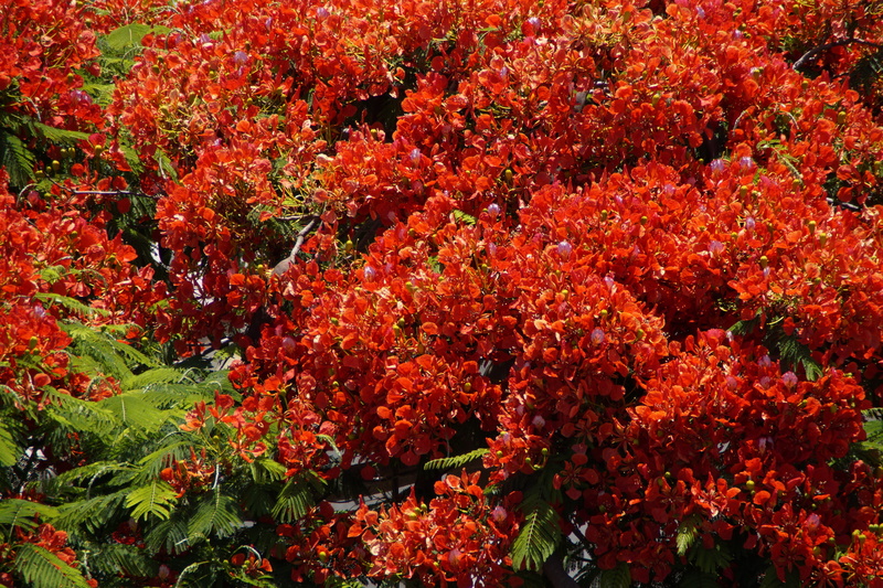 no people, change, flowering plant, flaming, tropical, day, tropics, autumn, delonix regia, leaf, flowers, tree, bright, freshness, backgrounds, flamboyant