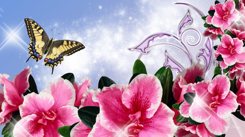 nature and la, spring, pink, orchids, flourish, 1080P, blue, exotic, delicate, butterfly, glow, bright, summer