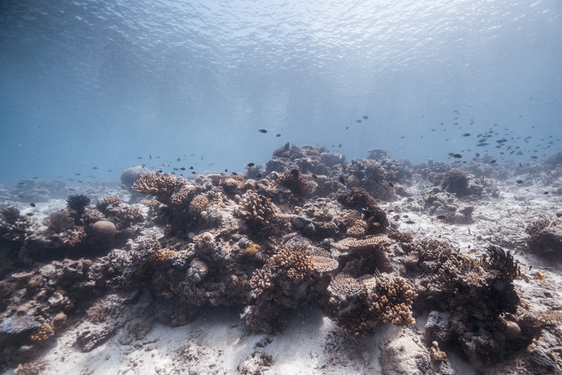 undersea, clean, no people, beauty in nature, diving, animal wildlife, coral reef, padi, purity, underwater, blue, coral reef malaysia, water, animal, sport