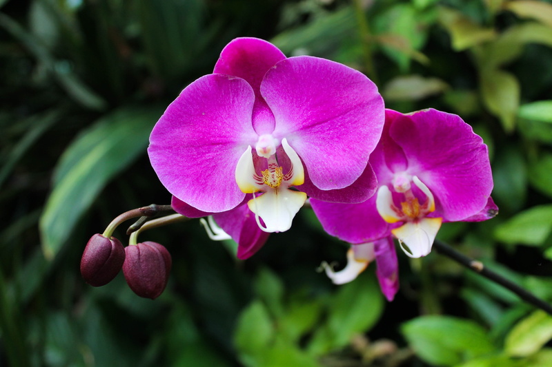 no people, design, wedding, bright, beauty in nature, set, natural, orchids, floral, close-up, drawing, fragility, invitation, season, petal, 4K, botanical