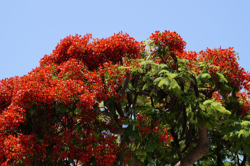 outdoors, bright, delonix regia, summer, flamboyant, tropics, freshness, growth, leaf, no people, flowers, flower, legumes, food, 5K, nature, flaming