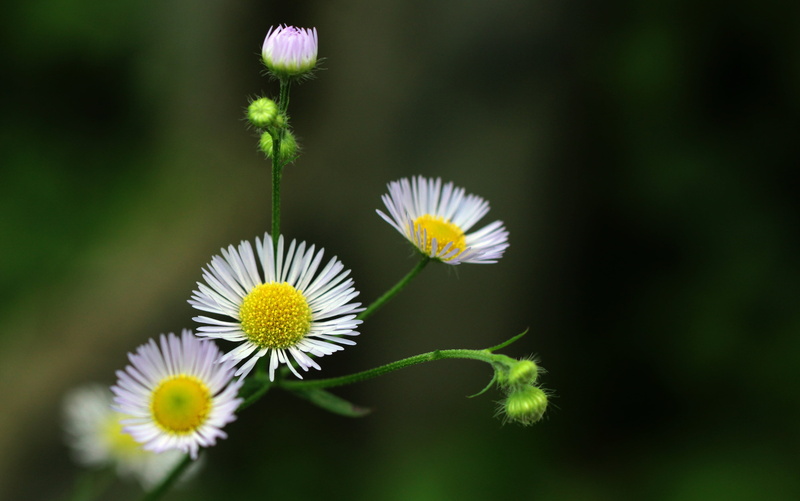 plant, petaled, closeup, the petals, plant stem, macro, flowering plant, pollen, inflorescence, summer, focus on foreground, vulnerability, growth, daisies