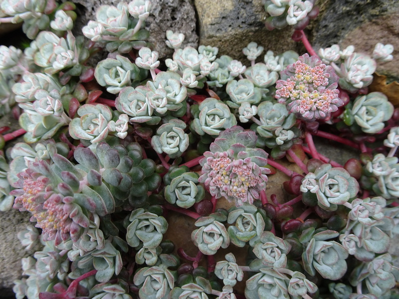4K, flourishes, bunch of flowers, rose, fragility, vulnerability, flora, freshness, rosette, flower market, flower, flower head, backgrounds, rock plant