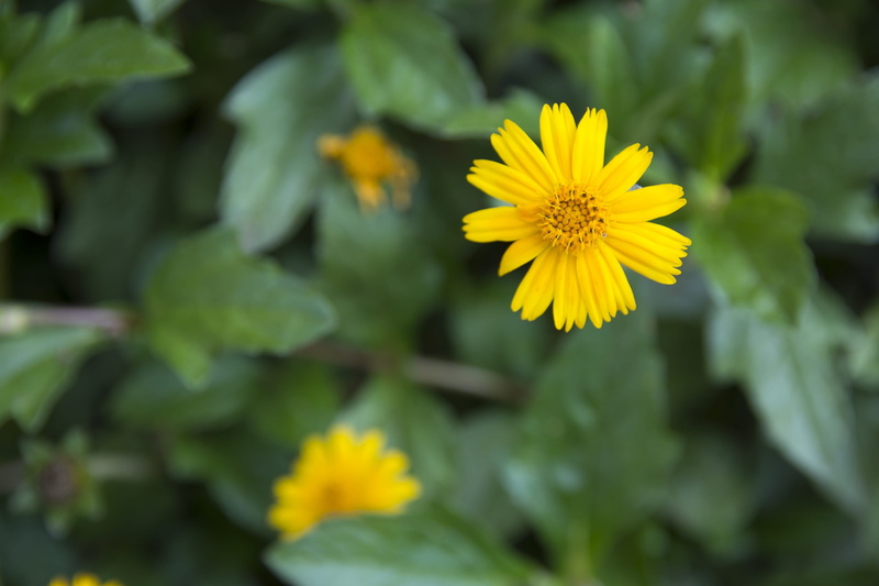 petal, beauty, close-up, flowering plant, fragility, freshness, inflorescence, selective focus, beauty in nature, flourishing, paraguay, nature, growth