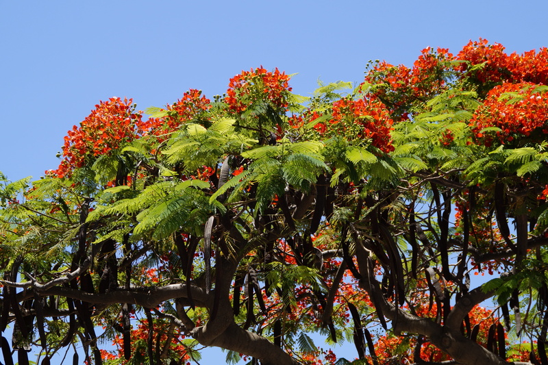 beans good, low angle view, outdoors, Delonix Regia, legumes, tree, food and drink, pods, Flamboyant, sunlight, flourishing tree, healthy eating, plant