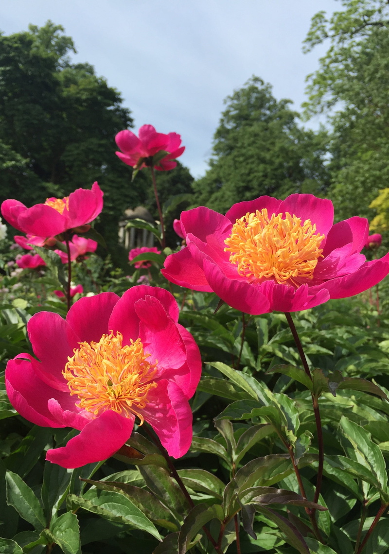 spring, season, plant part, outdoors, multi Colored, Summer, green Color, park, lush, day, natural, bloom, pollen, plant, inflorescence, nature, bouquet