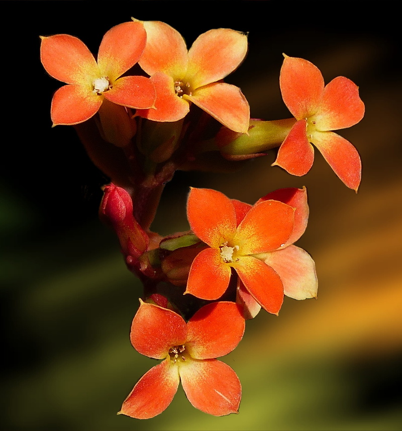 design, fragility, freshness, inflorescence, beauty in nature, plant, graphical, orange, focus on foreground, day, flowering plant, digital artwork, flourish