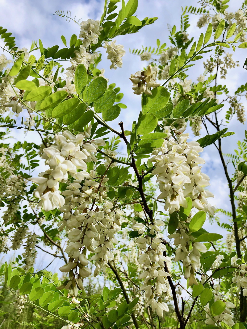 black locust bloomed, plant, false acacia, vulnerability, inflorescence, flower, robinia, outdoors, branch, no people, fragility, freshness, flora, springtime