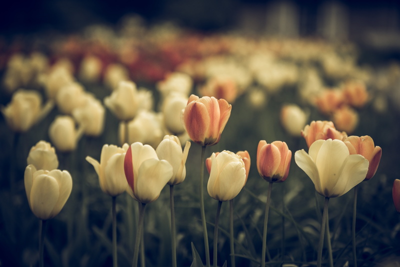 vintage look, land, season, vulnerability, plant, summer, freshness, flourished from, focus on foreground, tulips, nature, pistil, withered, flower garden