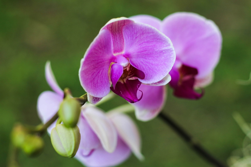 foliage, day, branch, garden, beauty in nature, bloom, orchid, bright, flourish, nature, spring, vulnerability, fragility, classic, leaf, pink color, petal