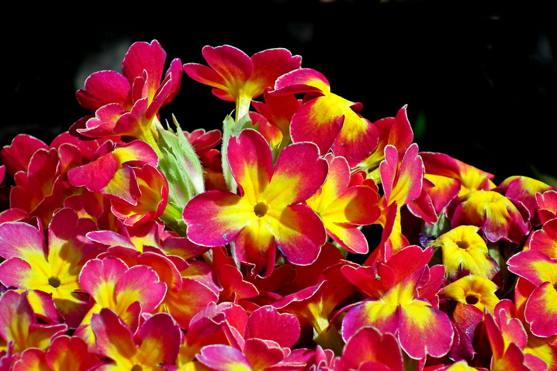 nature, vulnerability, growth, flower head, inflorescence, the petals, outdoors, beauty in nature, flower arrangement, freshness, flowers, spring, close-up
