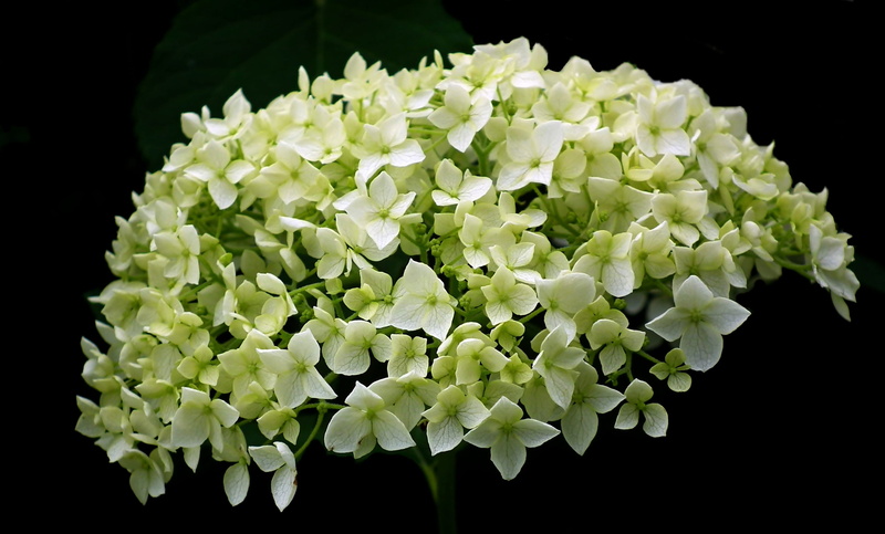 white color, black background, growth, vulnerability, decorative, macro, inflorescence, flower, plant, flourishing, garden, summer, 2K, green color, petal