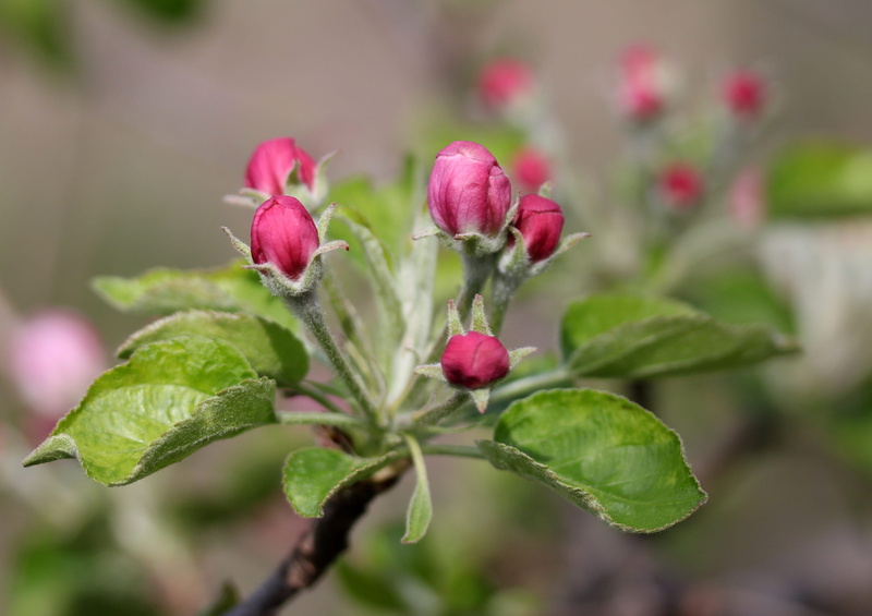 outdoors, green color, tree, growth, focus on foreground, flourished, 2K, fruit, pink, herb, food and drink, flower, spring, purple, march, freshness