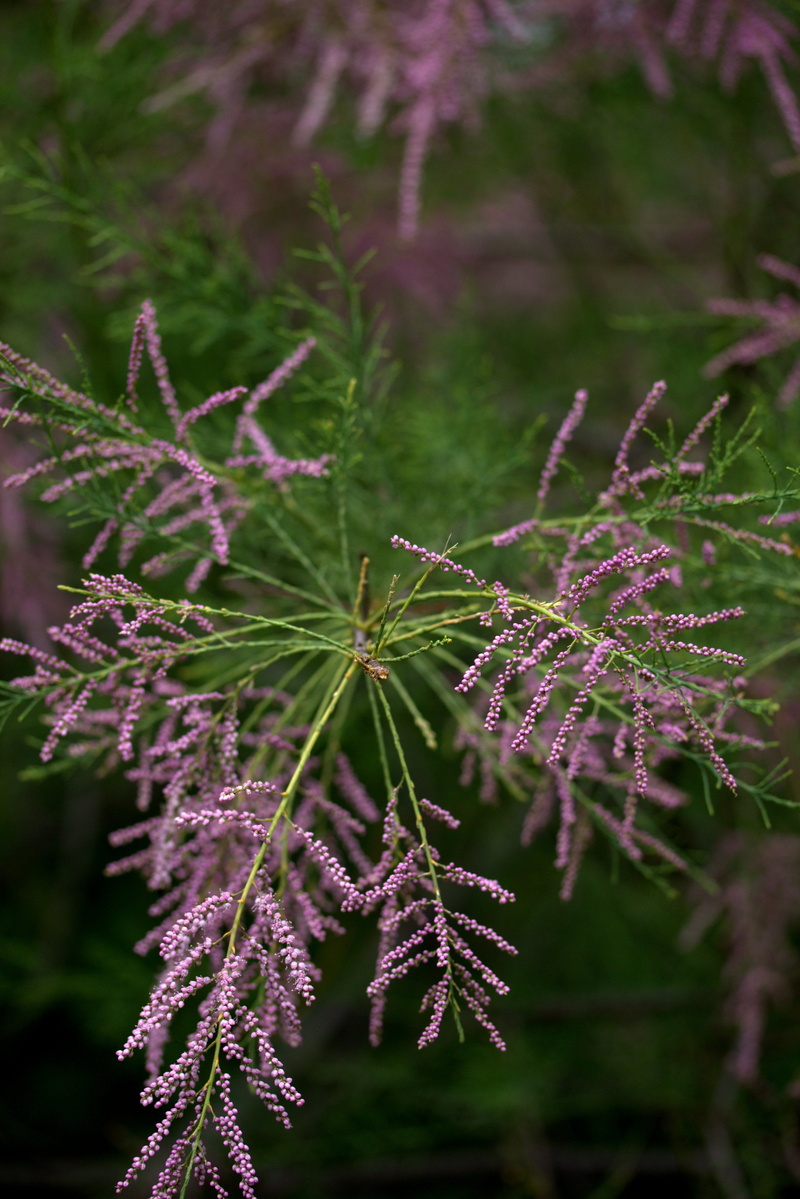 fragility, freshness, outdoors, mov, wild, flowering plant, flower, decorative, nature, flowers, vulnerability, purple, sea buckthorn, coniferous tree