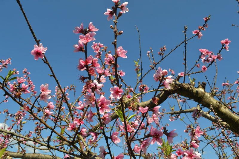 botanist, nature, day, flourish, orchard, vulnerability, flower, sky, cherry tree, outdoors, tree, pink color, clear sky, spring, cherry blossom, no people