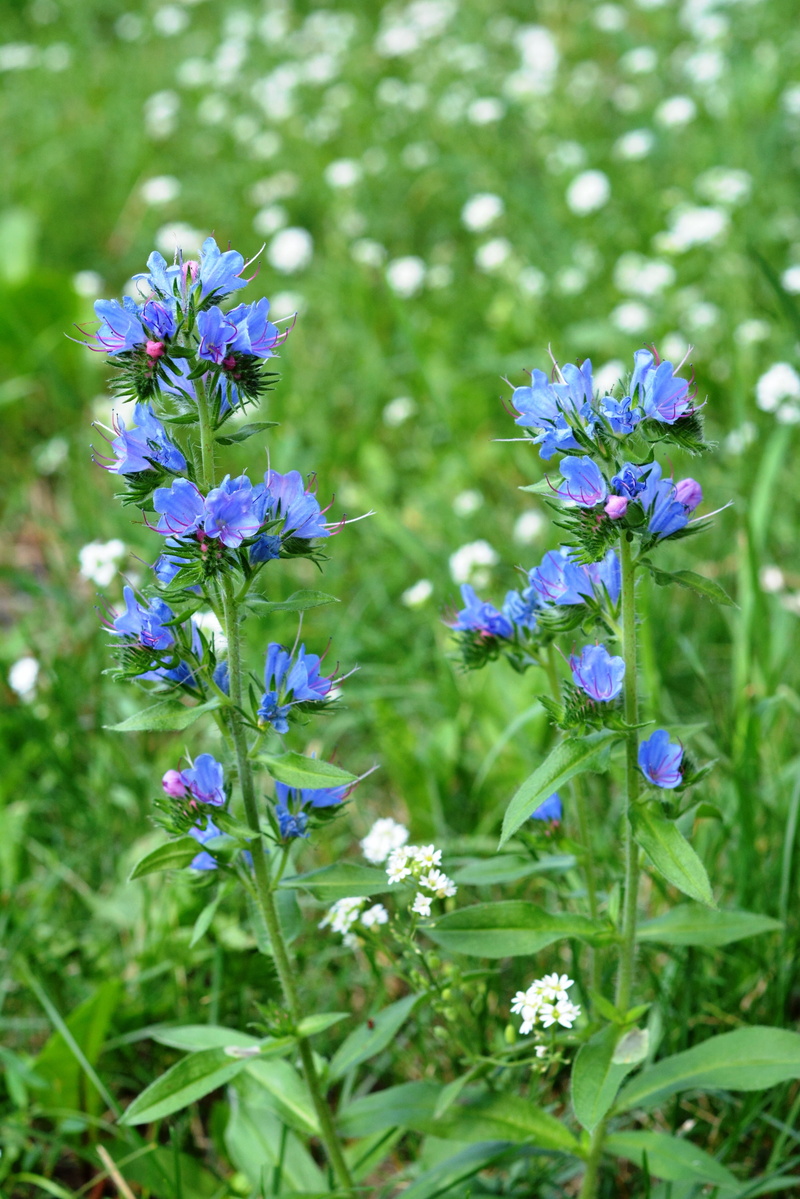 4K, flowering plant, flower, growth, blooming, flowers wildflowers, petal, beauty in nature, plant, nature, land, field plant, selective focus, inflorescence