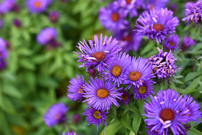 fade, flowerbed, flourished from, garden, day, forest-smooth aster, 5K, flower, freshness, petaled, violet, purple, outdoors, vulnerability, asteraceae