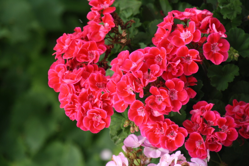 focus on foreground, freshness, flourishing, flower, fragility, plants, pink color, lilac, nature, flowering, potted flower, bunch of flowers, growth, phlox