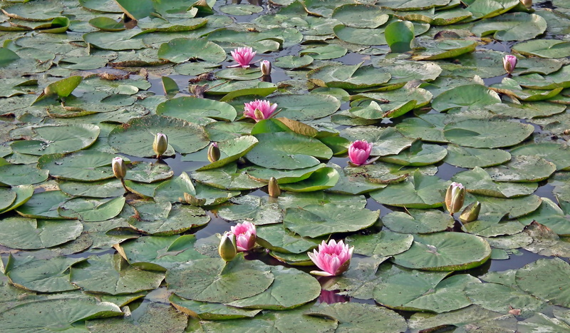 pink, leaves, floating, plant part, pond, lake, lily, flower head, flourishing, plant, water, beauty in nature, green color, garden, lotus water lily, water lily