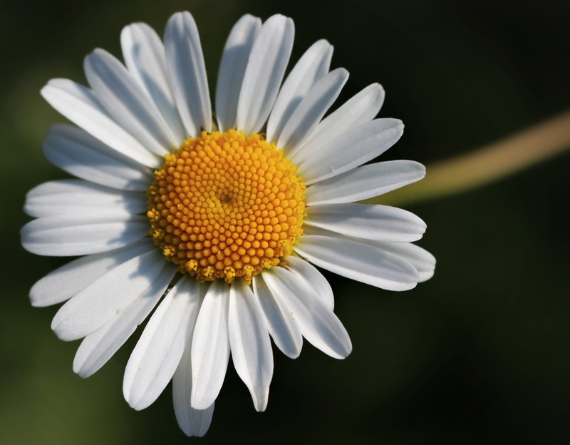 garden, fragility, flourishing, green, freshness, chamomile, chamomile Plant, focus on foreground, Nature, no people, Flower, marguerite, vulnerability