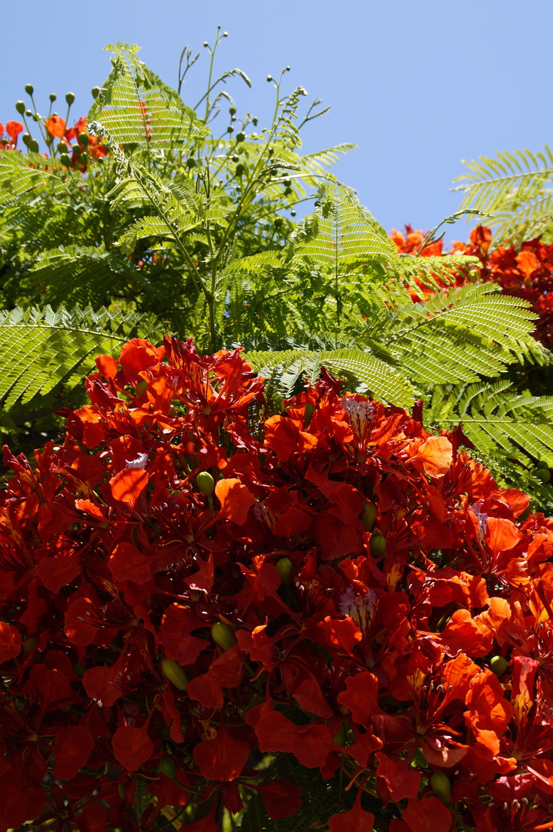 petal, freshness, 5K, plant part, plant, vulnerability, inflorescence, flowering plant, green color, bright, red, flaming, tree, flamboyant, tropical