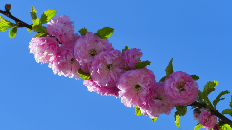 dashing, cherry tree, beauty in nature, inflorescence, 5K, nature, cherry blossom, vulnerability, flourishing, blue, amagdalus, lilac, petal, the delicacy