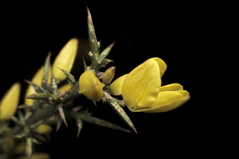 thorn, petal, thorny, flowering plant, inflorescence, flower head, close-up, 2K, studio shot, fragility, vulnerability, plant part, flourish, no people