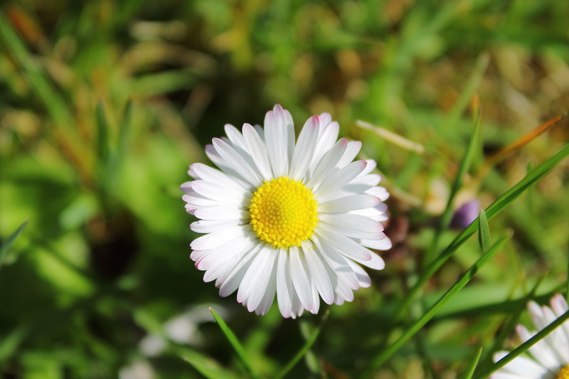 focus on foreground, petal, White, freshness, garden, daisies, beauty in nature, flowers, pollen, fragility, Daisy, 4K, the petals, spring, flowering plant