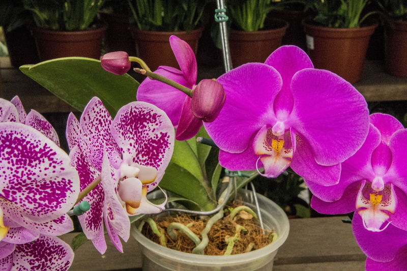 freshness, flowering plant, ornament, nature, orchid, no people, beauty in nature, pink color, flower arrangement, ornamental plant, plant, orchid color