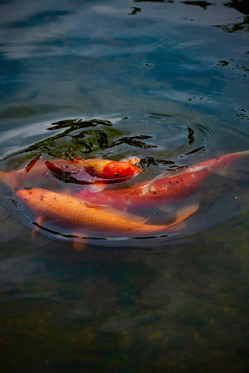 outdoors, pond, nature, green, animal, koi carp, no people, marine, wildlife, group of animals, carp, vertebrate, swimming, waterfront, photo, river, iphone xr