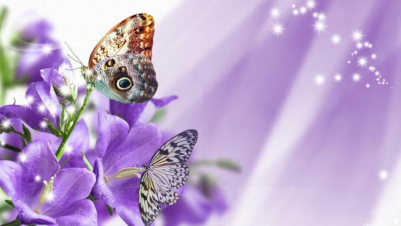 1080P, blossoms, firefox persona, stars, lavender, butterfly, sparkles, flowers, purple, embraces, puprle, blooms, butterflie