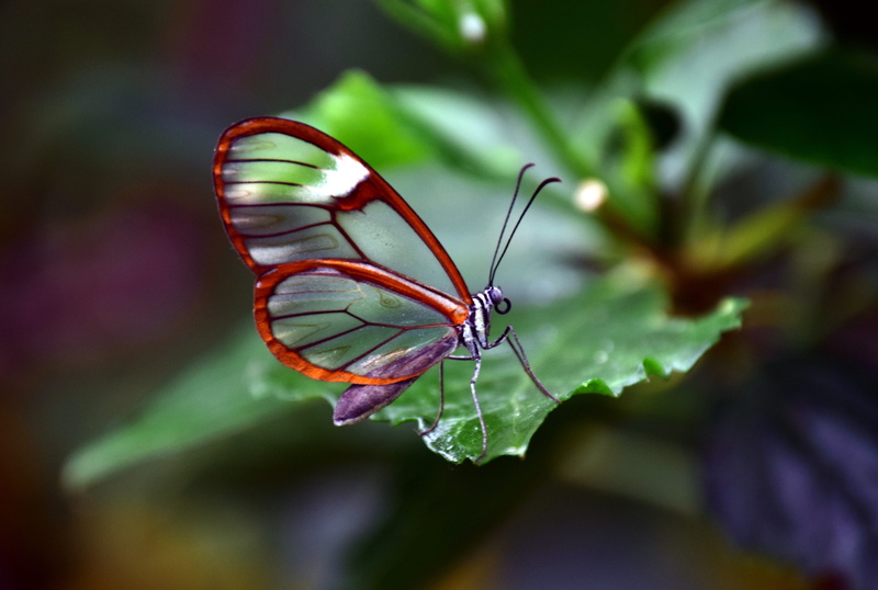 animal body part, green, butterfly, flower, transparent, tropical, invertebrate, beauty in nature, oto, sensitive, butterfly - insect, plant, green color