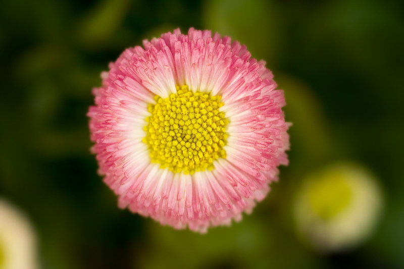 no people, beauty in nature, 2K, close up, flowering plant, daisy, flower, bokeh, inflorescence, blossom, pollen, spring, petal, garden, bloom, pink, flower head