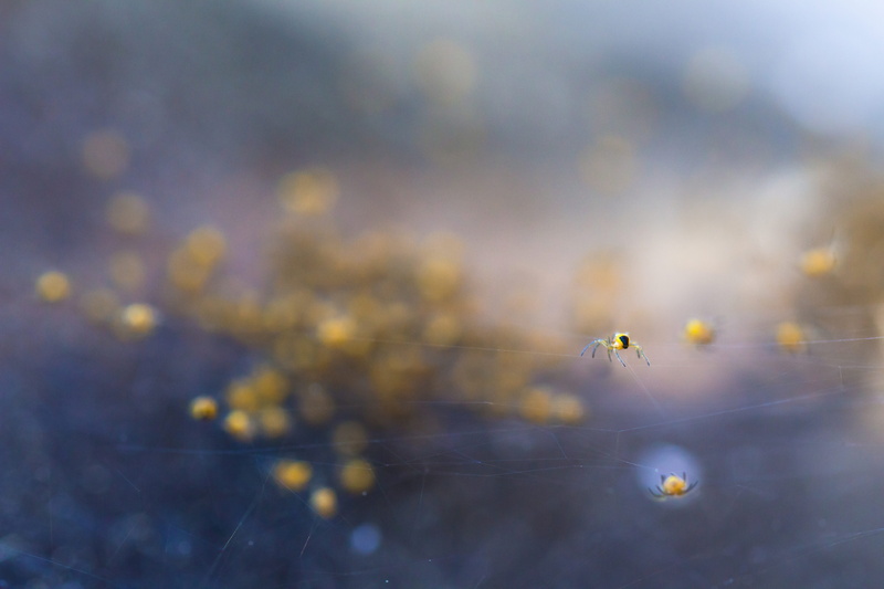 close-up, focus on foreground, meadow, nature, invertebrate, animal wildlife, animal themes, arachnid, color, 5K, background, water, photoshop, arthropod
