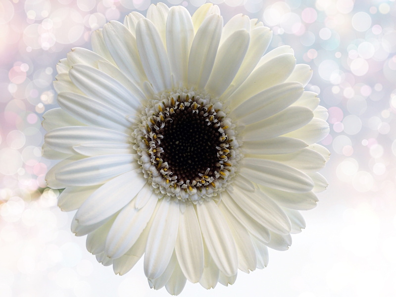 light, gerbera daisy, white, fragility, gerbera, freshness, close-up, color, lighting, beauty in nature, mood, purity, inflorescence, plant, pattern, closeup