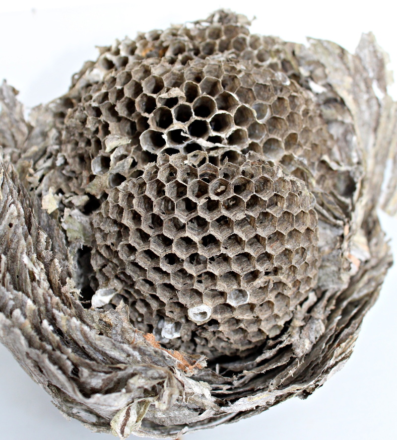 invertebrate, close-up, natural pattern, filigree, beehive, apiculture, animal wildlife, wasps dwelling, nest building, 2K, animals in the wild, nest