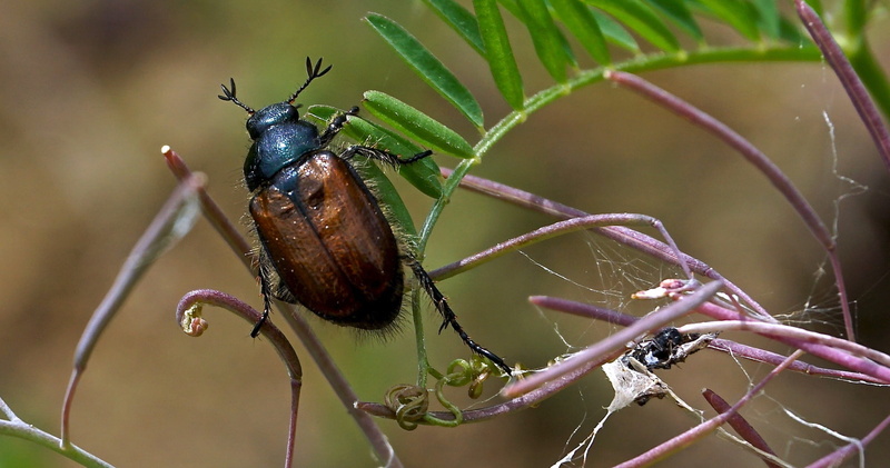 insect, maikäfer, creature, wildlife photography, branch, green, beetle, invertebrate, animal world, beautiful, photography, tree, insect macro, outdoors