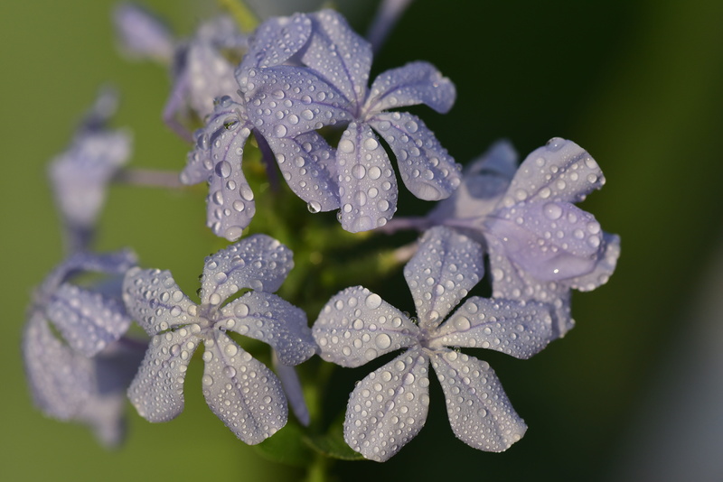 cape europaea, plumbago auriculata, bloom, drop, nature, drip, freshness, dewdrop, petals, dew, water, plant, filigree, focus on foreground, group, purple