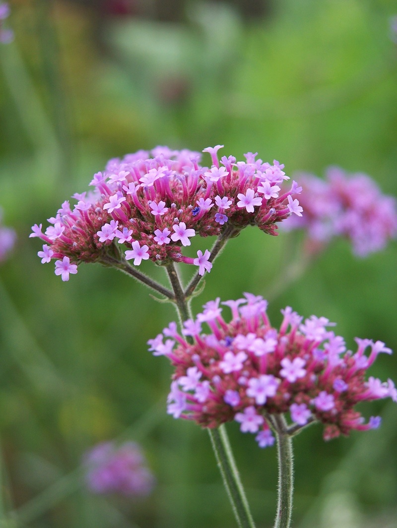 bloom, high verbena, lilac, filigree, meadow, flowering plant, nature, plant, 2K, beauty in nature, purple flower, day, no people, pink, fragility, growth