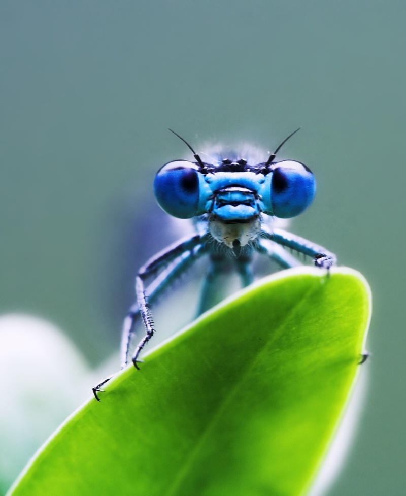 green, blue, animal themes, close, filigree, plant, selective focus, nature, insect, animal wildlife, no people, invertebrate, photography, perched, macro