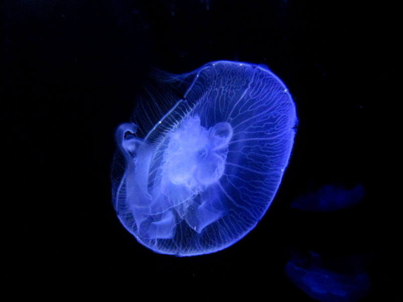 undersea, animal, animal themes, animals in captivity, box, float, transparent, aquarium, no people, water, invertebrate, blue, underwater, nature, filigree