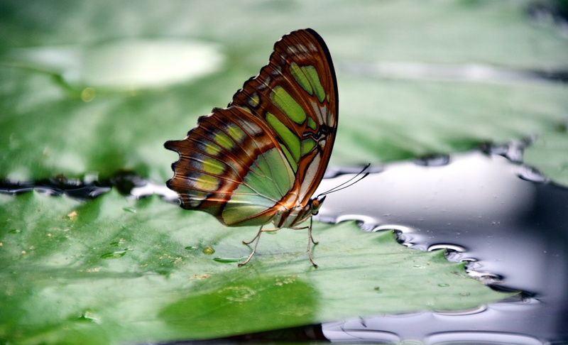points, camouflage paint, outdoors, butterfly wings, plant, butterfly, pattern, one animal, plant part, focus on foreground, water, brown, day, vulnerability