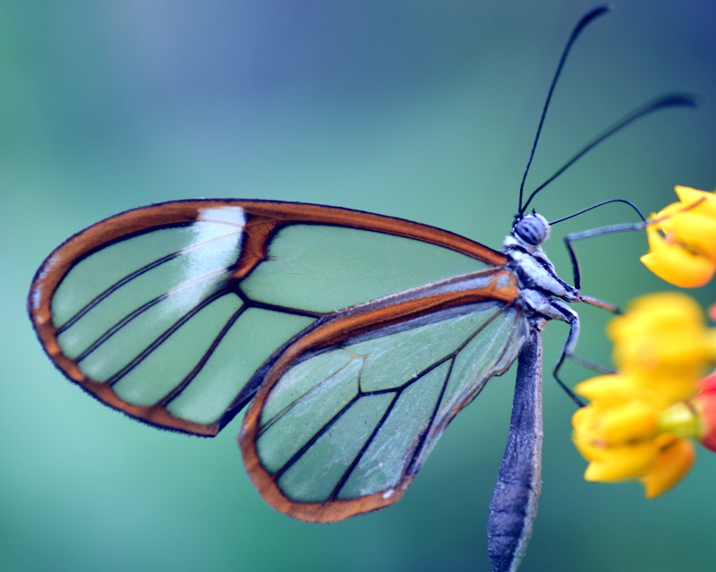 animal wildlife, petal, tropical, flower head, greta oto, insect, tender, one animal, animal, butterfly, filigree, animal wing, dragonfly, glass wings