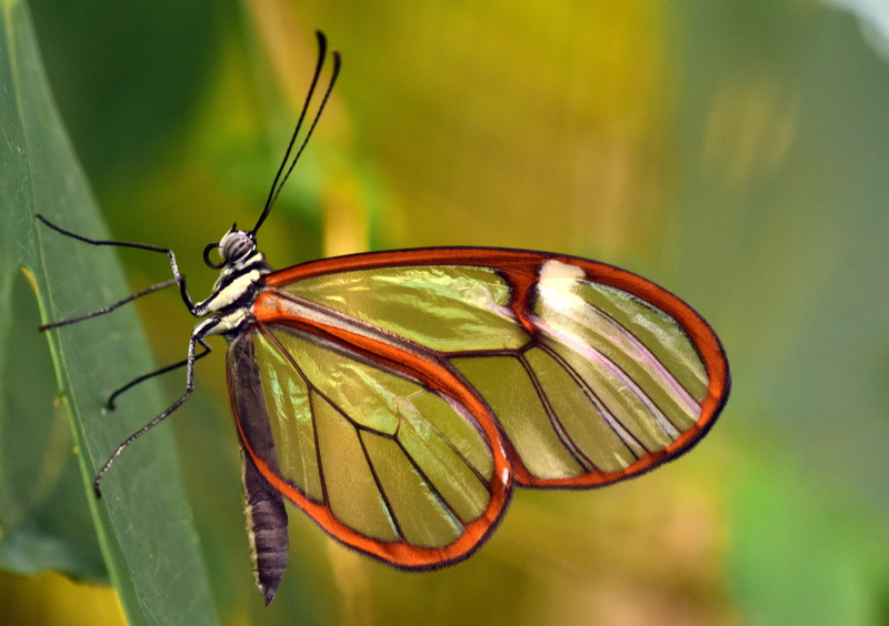 insect, animal body part, one animal, greta oto, no people, animals in the wild, wing, close-up, glasswing, nature, butterfly - insect, brown, close, 5K